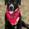 Domino (Bully mix)