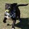 Domino (Bully mix)