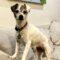 Maggie (JRT mix)