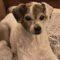 Maggie (JRT mix)
