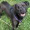 Black Betty (Zola) (Terrier mix)