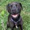 Black Betty (Zola) (Terrier mix)