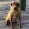Briarly (Lab mix)