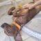 Reno (Redbone Coonhound)