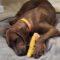 Reno (Redbone Coonhound)