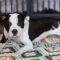 Morry (Pit mix)