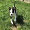 Morry (Pit mix)