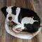 Morry (Pit mix)