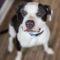 Morry (Pit mix)
