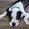 Morry (Pit mix)