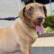 Briarly (Lab mix)