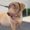 Briarly (Lab mix)