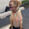 Briarly (Lab mix)