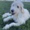 Felicity (Labradoodle)