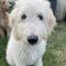 Felicity (Labradoodle)