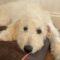 Felicity (Labradoodle)