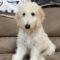 Felicity (Labradoodle)