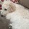 Felicity (Labradoodle)