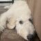 Felicity (Labradoodle)