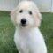 Felicity (Labradoodle)