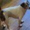 Maggie (JRT mix)