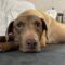 Briarly (Lab mix)