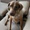 Briarly (Lab mix)
