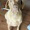 Briarly (Lab mix)