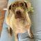 Briarly (Lab mix)