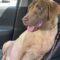 Briarly (Lab mix)