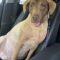 Briarly (Lab mix)