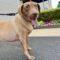 Briarly (Lab mix)