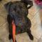 Black Betty (Zola) (Terrier mix)