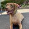 Briarly (Lab mix)