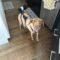 Briarly (Lab mix)