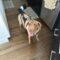 Briarly (Lab mix)
