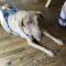Briarly (Lab mix)