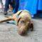 Briarly (Lab mix)