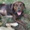 Ashlyn (Lab)