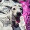 Hannah (Terrier mix)
