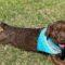 Ashlyn (Lab)
