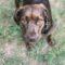 Ashlyn (Lab)