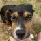 Big Truck (Beagle mix)