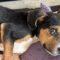Big Truck (Beagle mix)