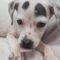 Hannah (Terrier mix)