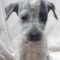 Hope (Terrier mix)