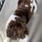 Ma’am (Springer Spaniel)