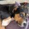 Big Truck (Beagle mix)