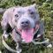 Macaroni (Pit)