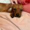 Jill (JRT mix)